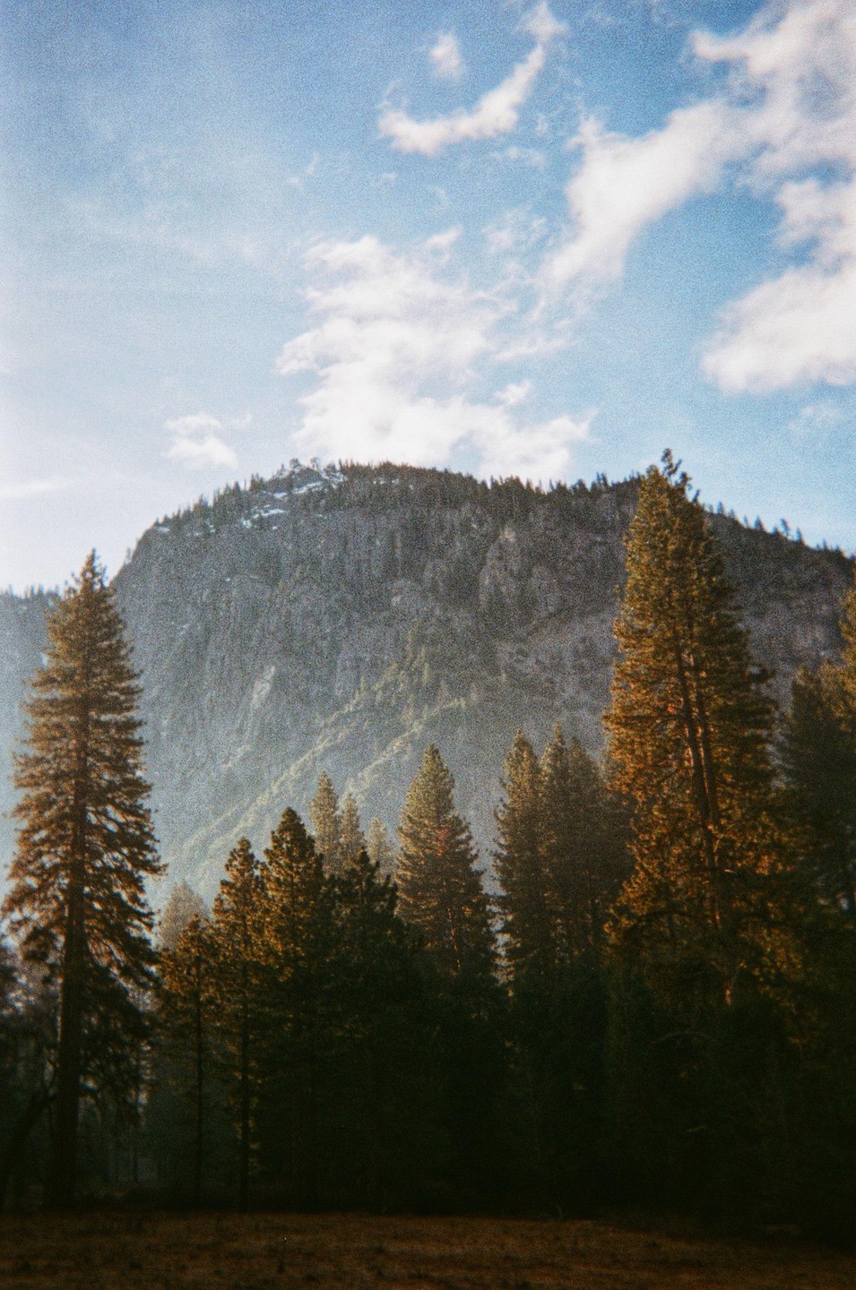 Pine trees stand in front of a large mountain under a blue sky with clouds.