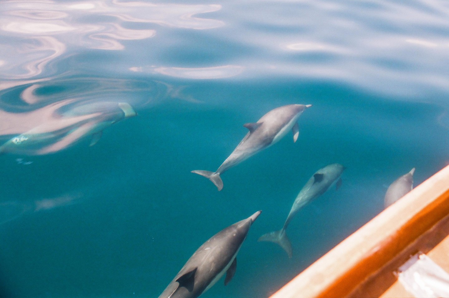 A pod of dolphins swims in clear blue water next to a boat.