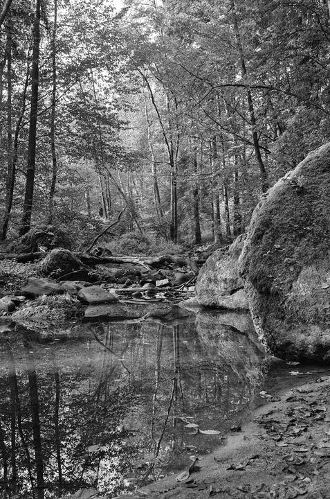 A forest stream with rocks and fallen trees reflects the surrounding trees.