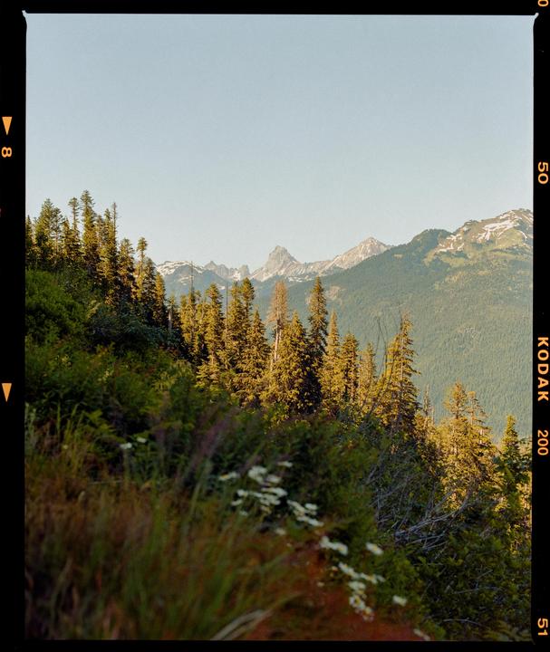 A mountain landscape shows a forest of pine trees in the foreground and snow-capped peaks in the distance under a clear sky.