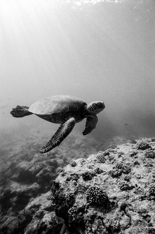 A sea turtle swims underwater above a coral reef.
