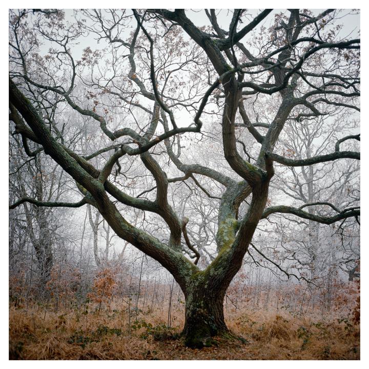 A large, gnarled tree with bare branches stands in a field of dry grass and frosted bushes.