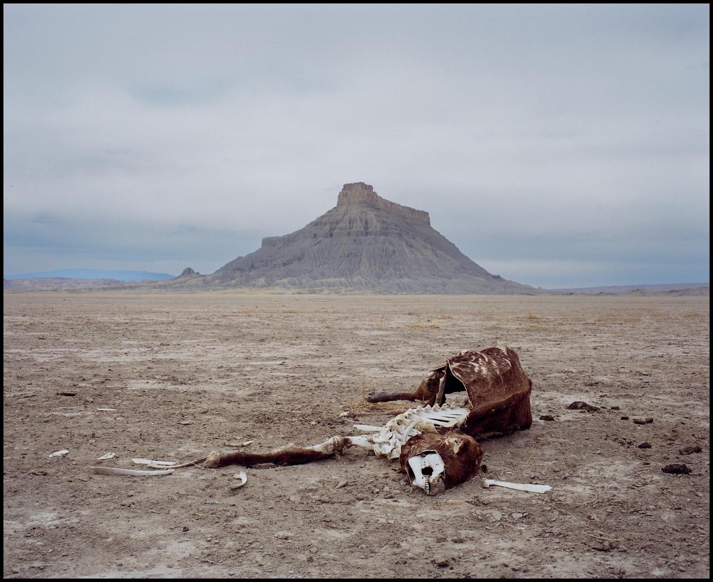 A carcass with visible bones lies on dry ground with a large mountain in the background under a cloudy sky.