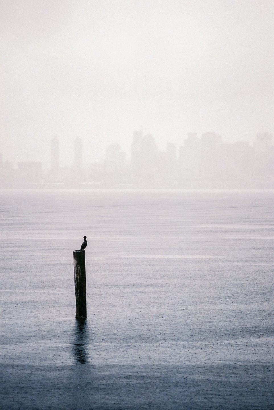 A bird sits atop a wooden post in the water with a hazy city skyline in the background.