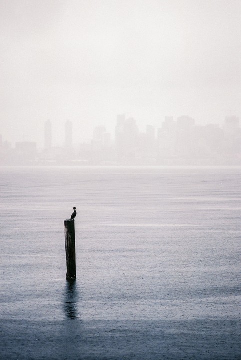 A bird sits atop a wooden post in the water with a hazy city skyline in the background.