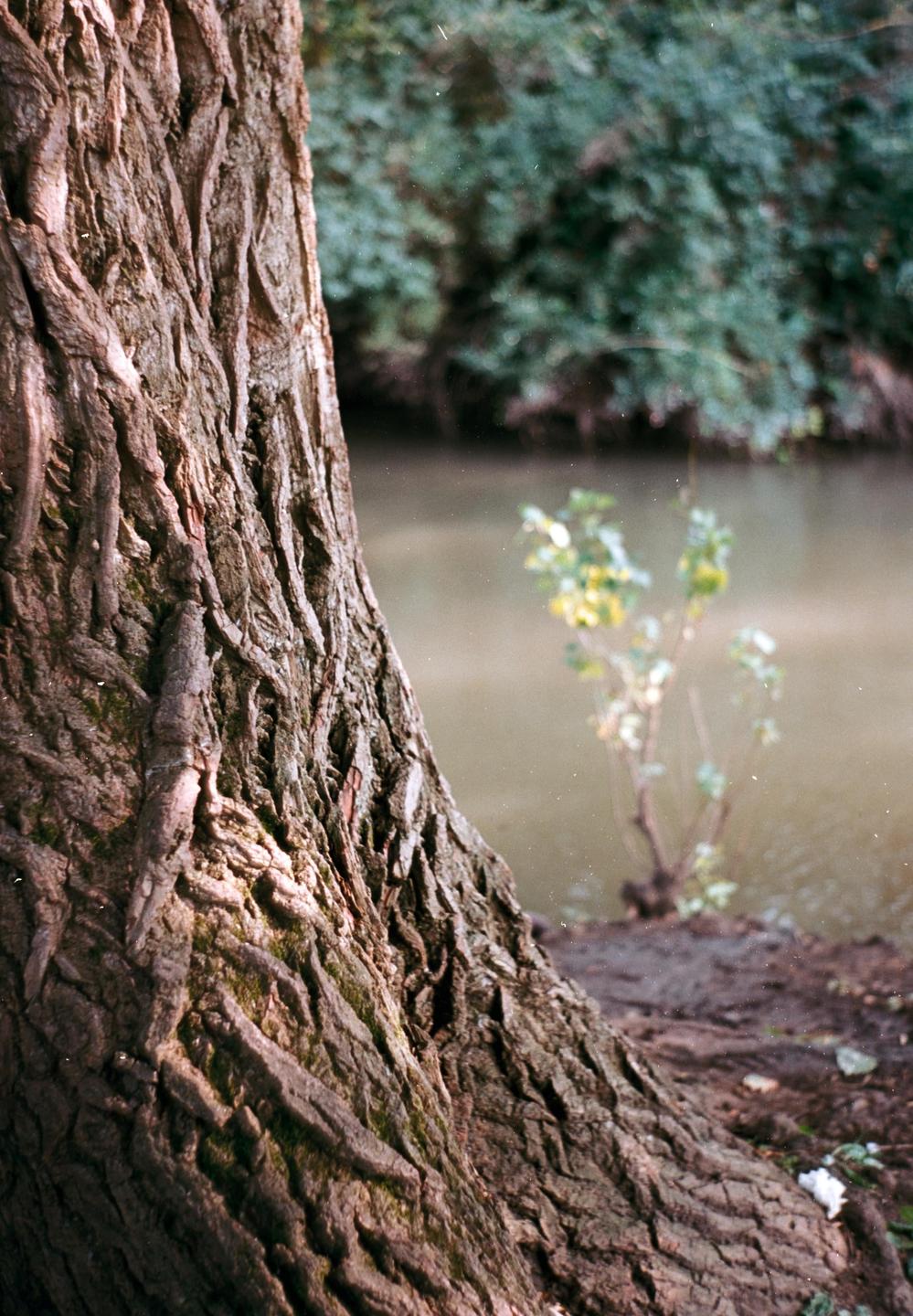 A tree trunk with textured bark stands beside a body of water with a small plant growing near the edge.