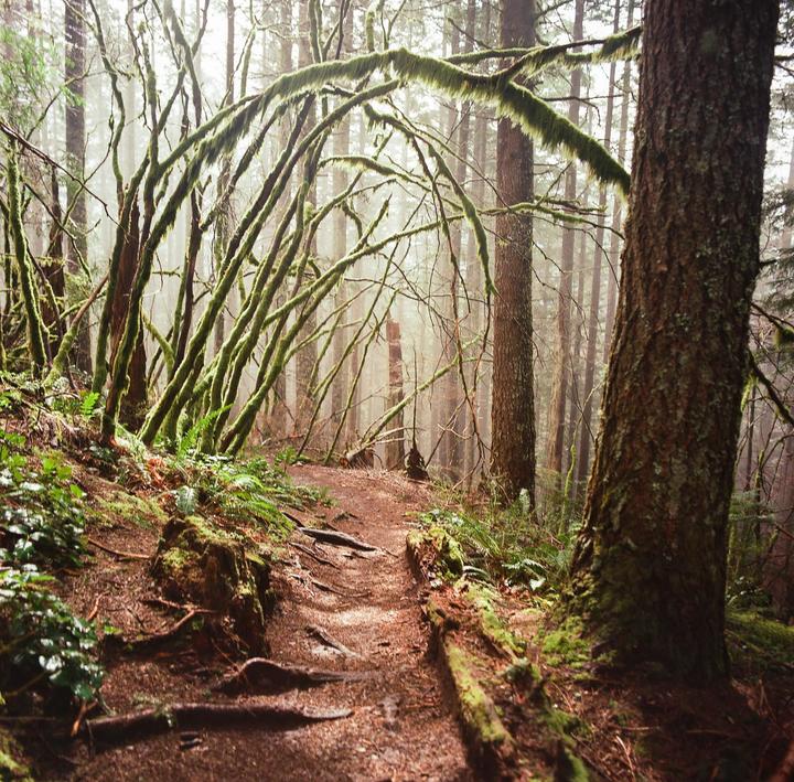 A dirt path winds through a foggy forest with moss-covered trees.