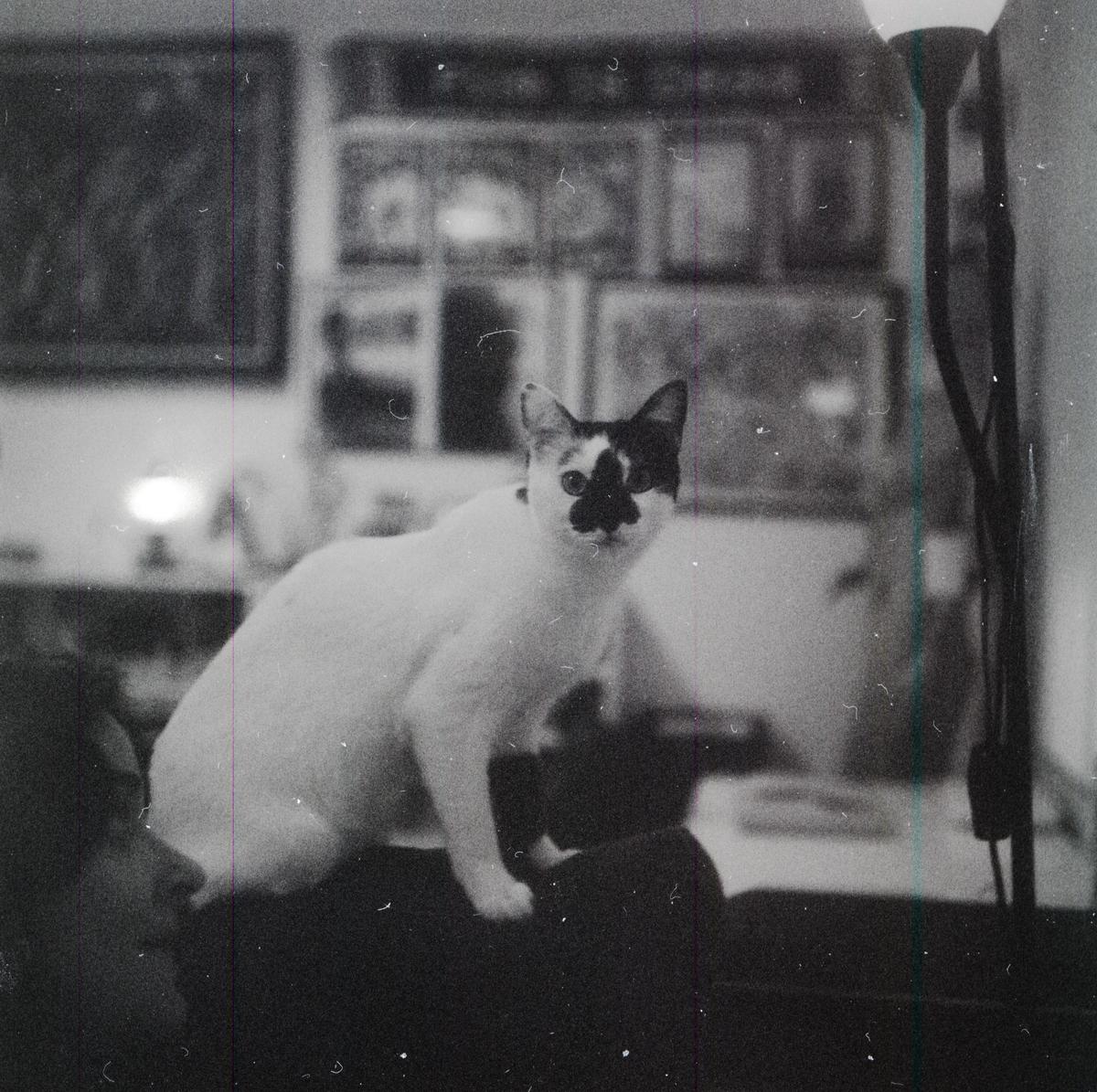 A black and white cat with a black patch over its nose and one eye sits on a dark surface, looking directly at the viewer.