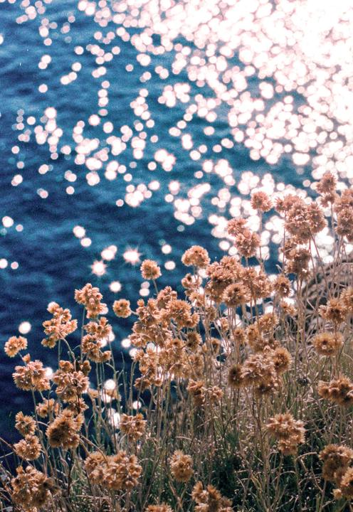 Dried flowers grow in front of a body of water with sparkling sunlight.