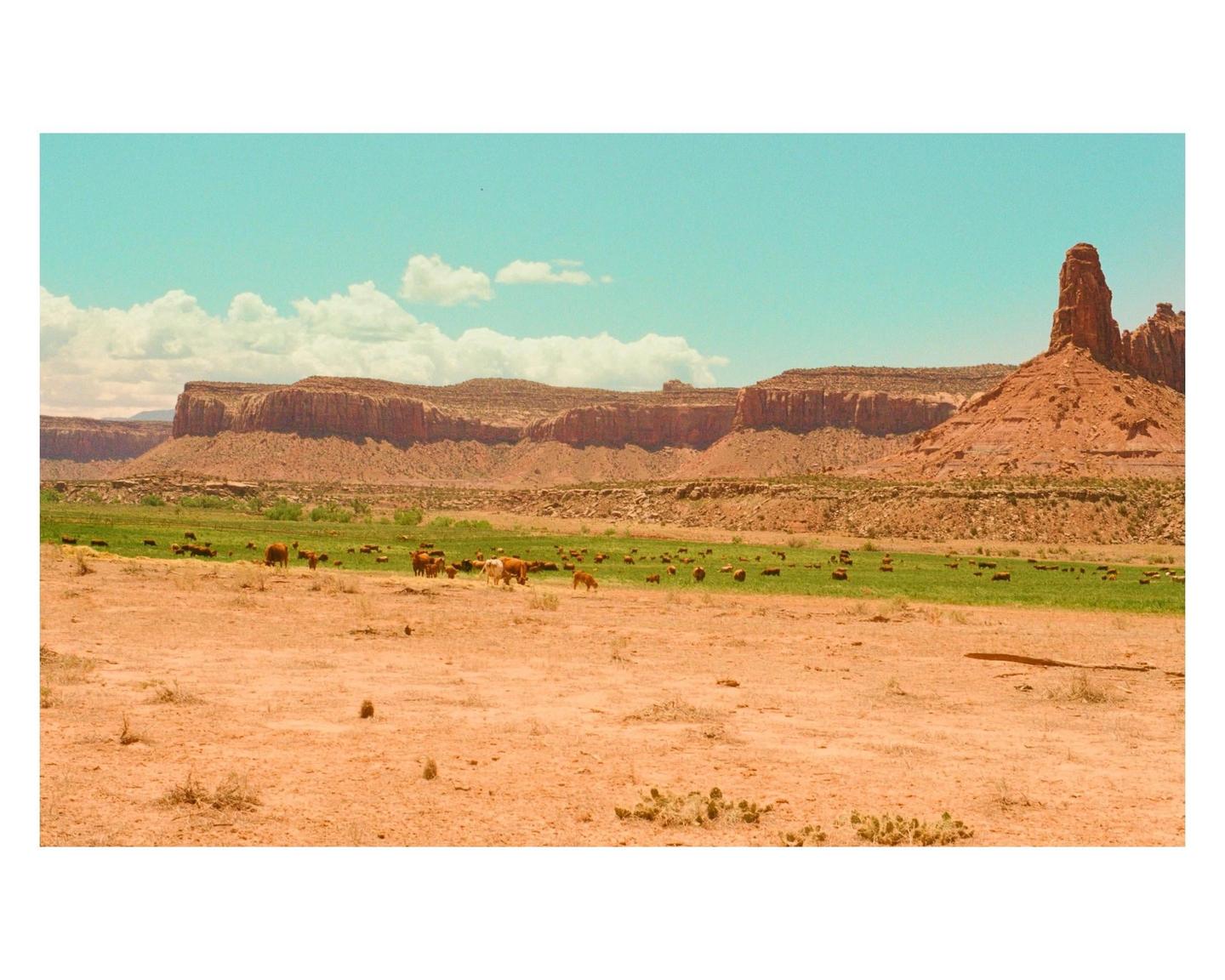 A herd of cattle grazes in a green field surrounded by red rock canyons under a bright blue sky.