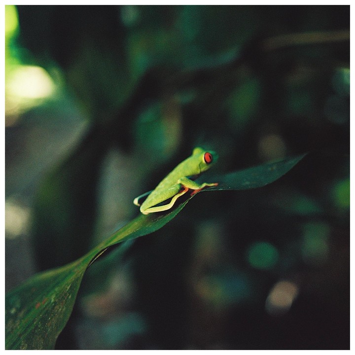 A small green frog with red eyes sits on a leaf in a dark forest.