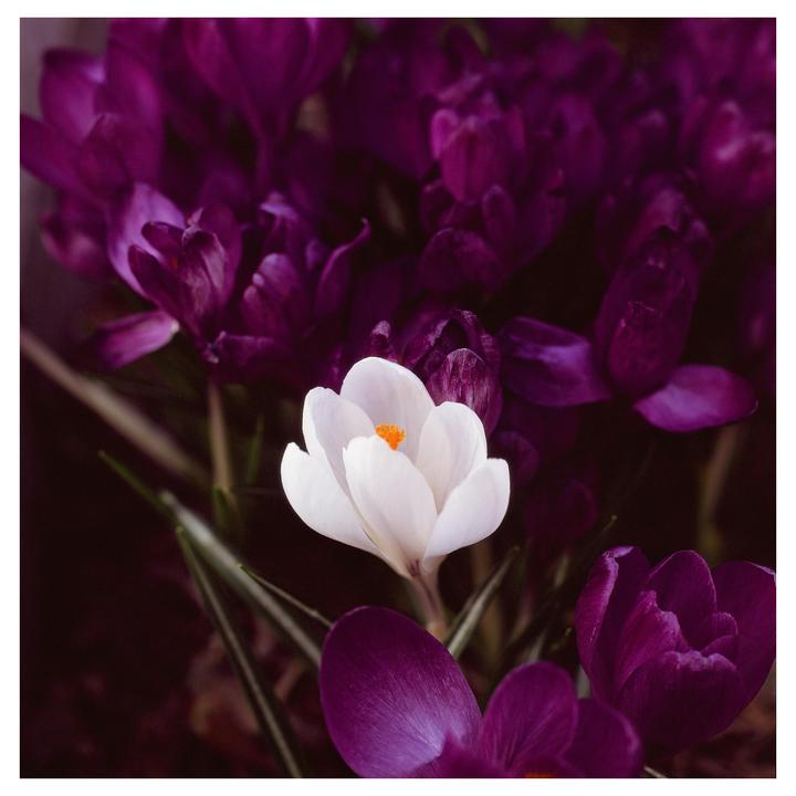 A single white crocus with an orange center stands out among many purple crocuses.