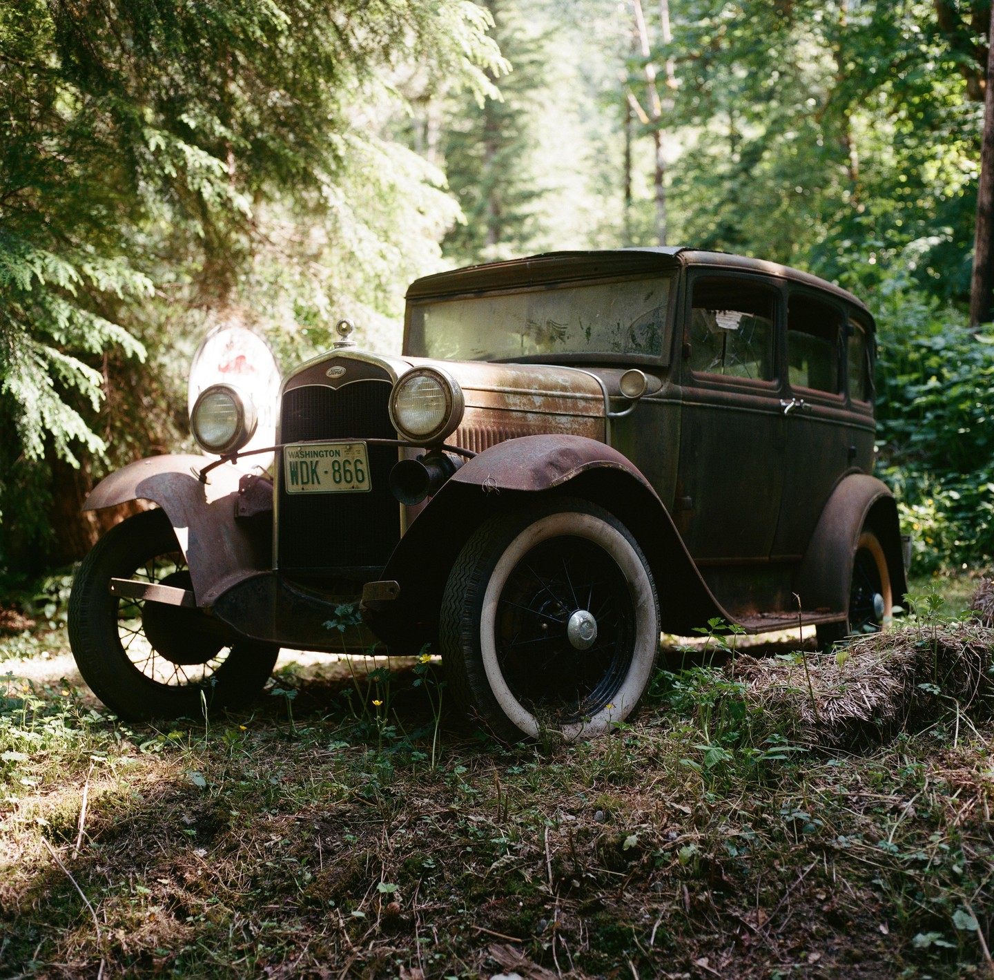 A rusty vintage car is parked in a forest.