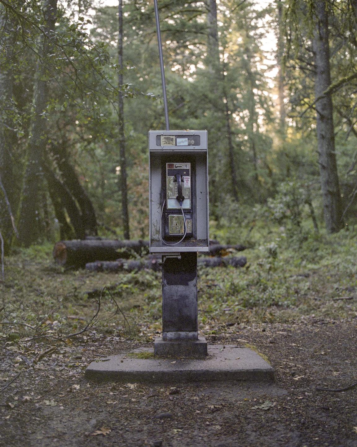 A payphone stands on a concrete base in a forest with fallen logs in the background.