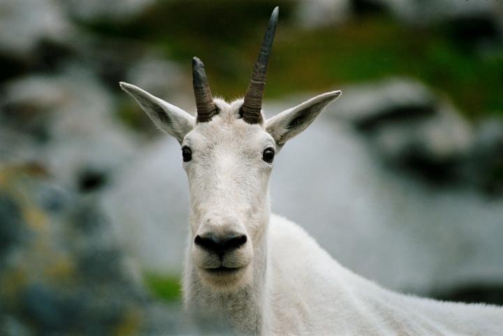 A mountain goat with small horns looks directly at the viewer.