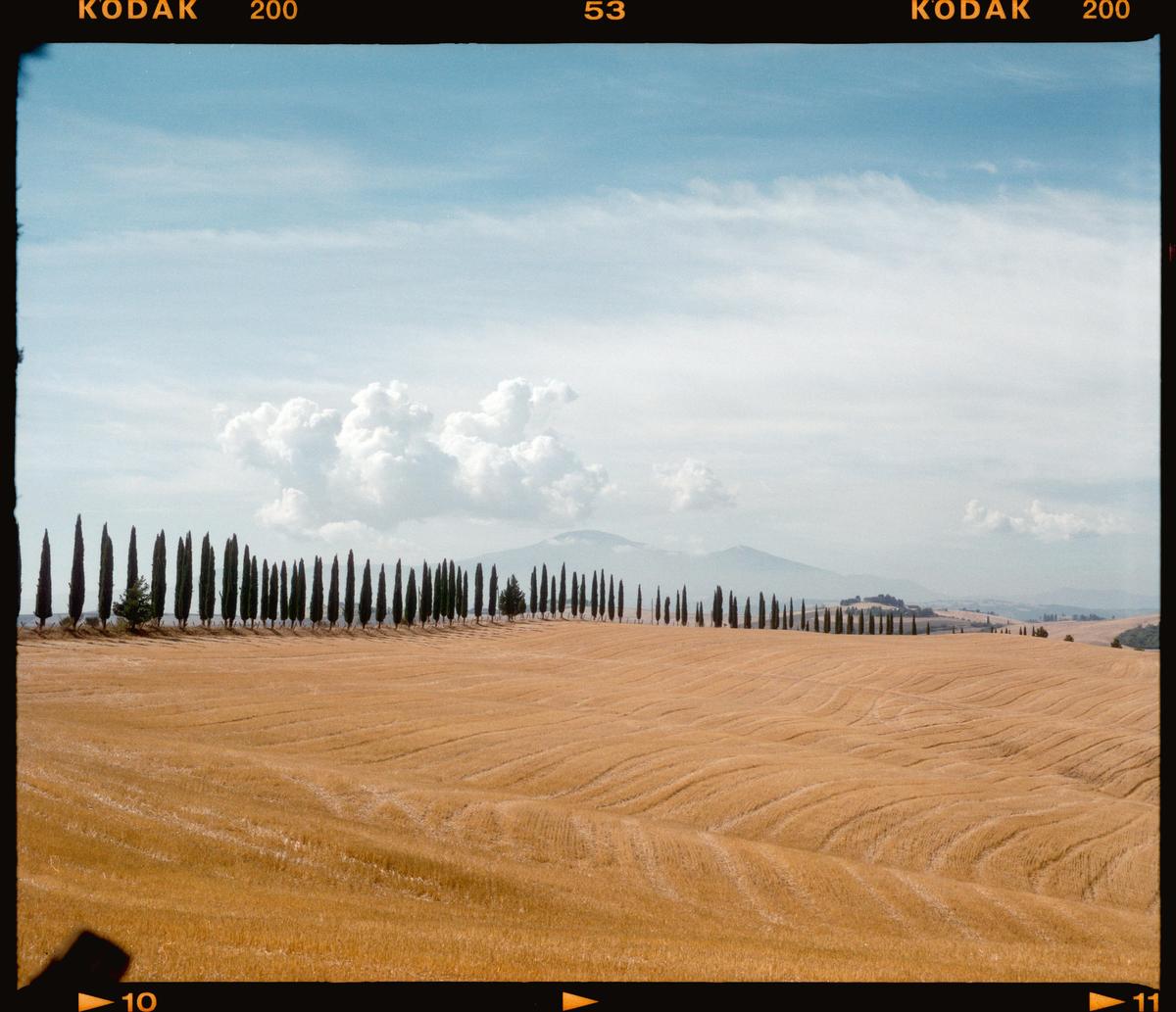 A long line of cypress trees stands at the edge of a golden field under a cloudy sky.