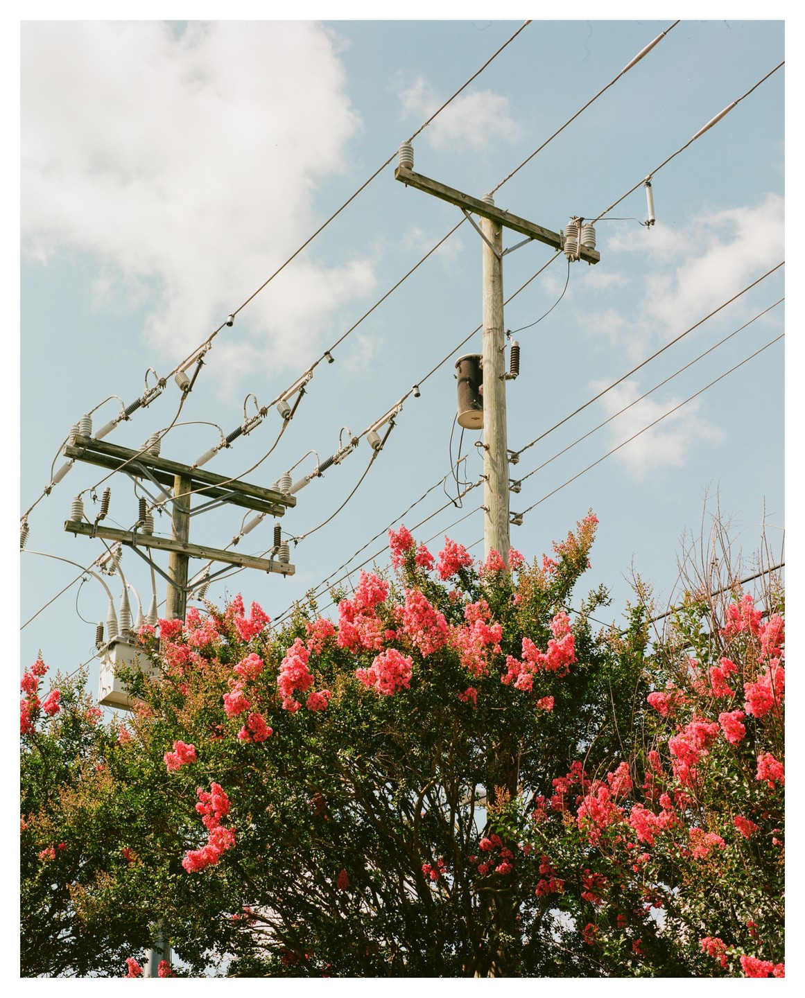 A flowering tree with pink blossoms stands in front of utility poles and power lines against a blue sky with clouds.