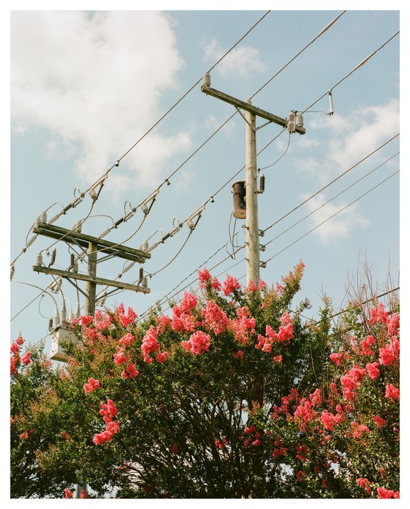 A flowering tree with pink blossoms stands in front of utility poles and power lines against a blue sky with clouds.
