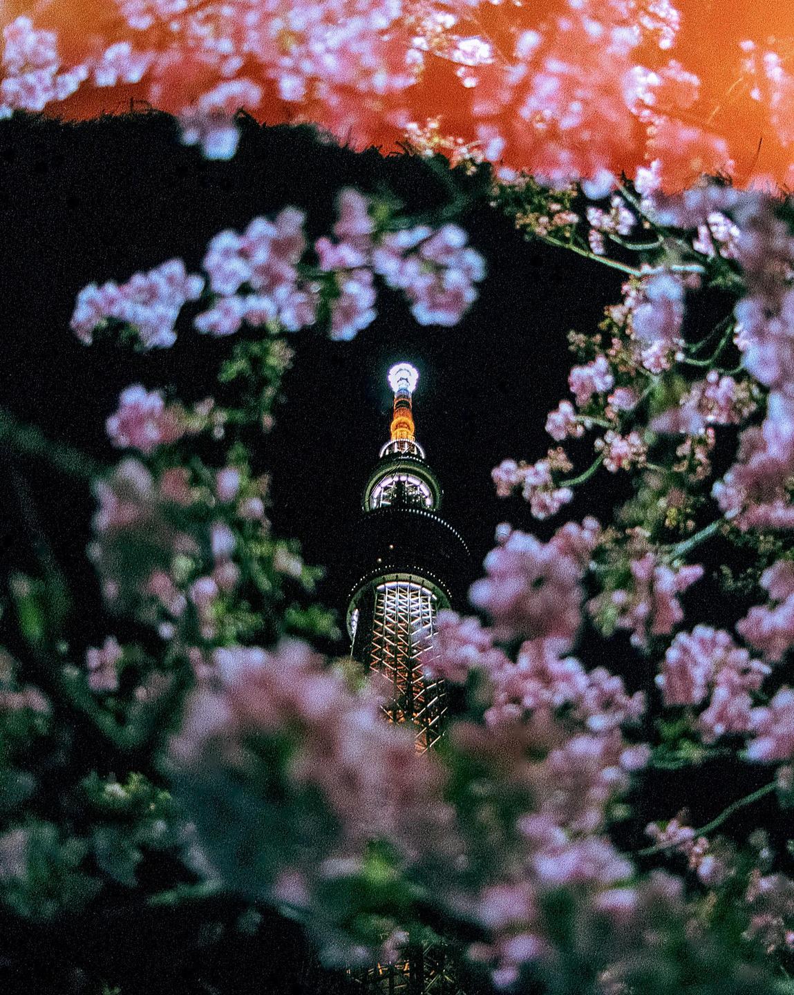 A tall tower with a lit top is framed by pink blossoms against a dark night sky.