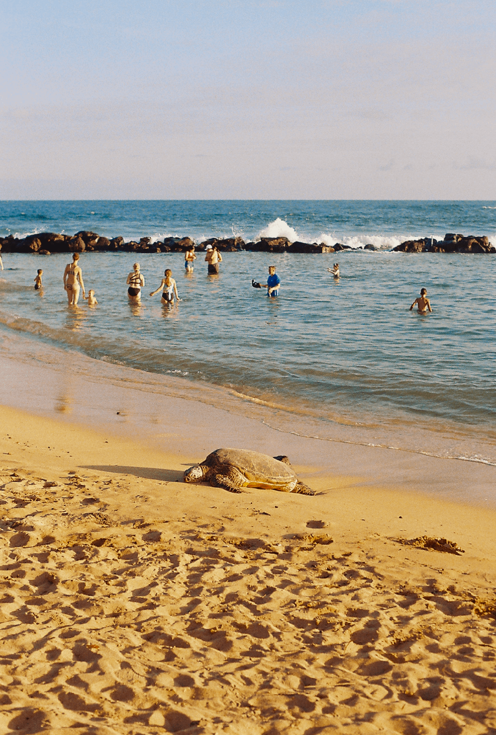 A turtle rests on a sandy beach while people swim in the ocean behind it.