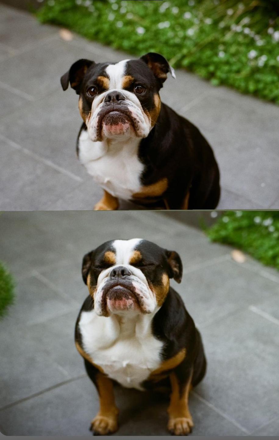 A bulldog sits on a paved surface, looking up with its eyes open in the top image and closed in the bottom image.