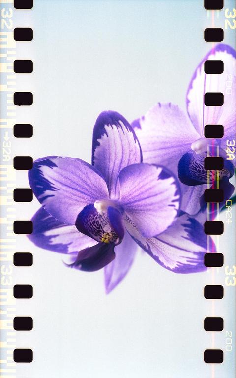 Two purple orchids with white accents are visible against a light background.