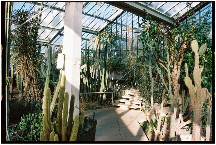 Sunlight streams into a greenhouse filled with various cacti and other desert plants, with a concrete path and stairs leading up.