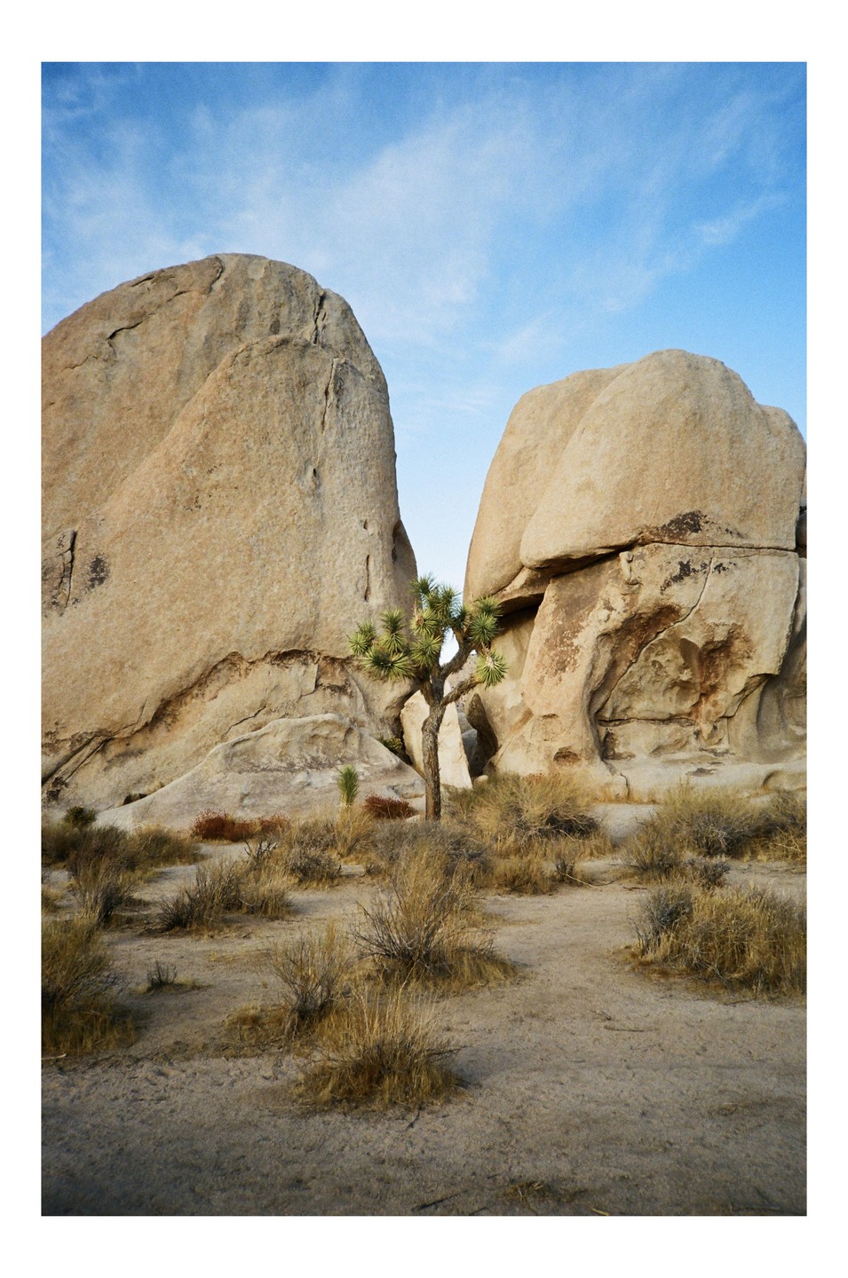 A joshua tree stands between two large boulders under a blue sky.
