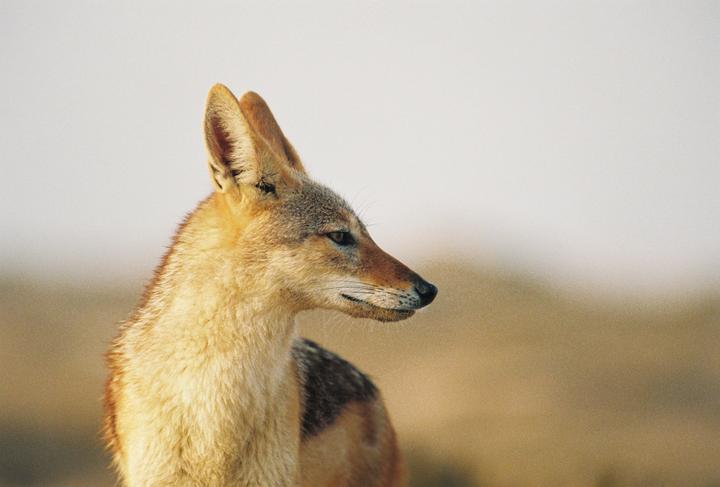 A jackal is looking to the right with a blurred background.