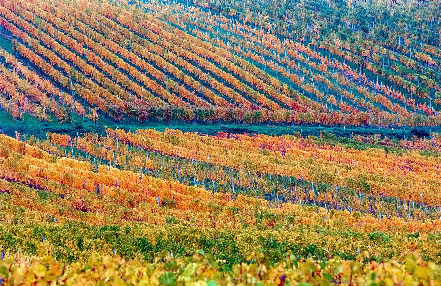 A hillside vineyard shows rows of grapevines with autumn foliage in shades of green, yellow, and orange.