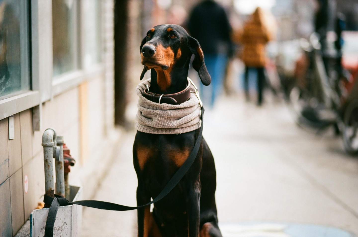 A doberman dog wearing a sweater and collar sits on a leash on a city street.