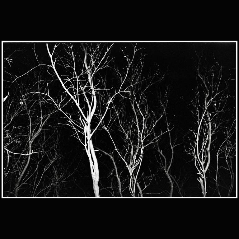 Bare trees with thin branches are illuminated against a dark background.