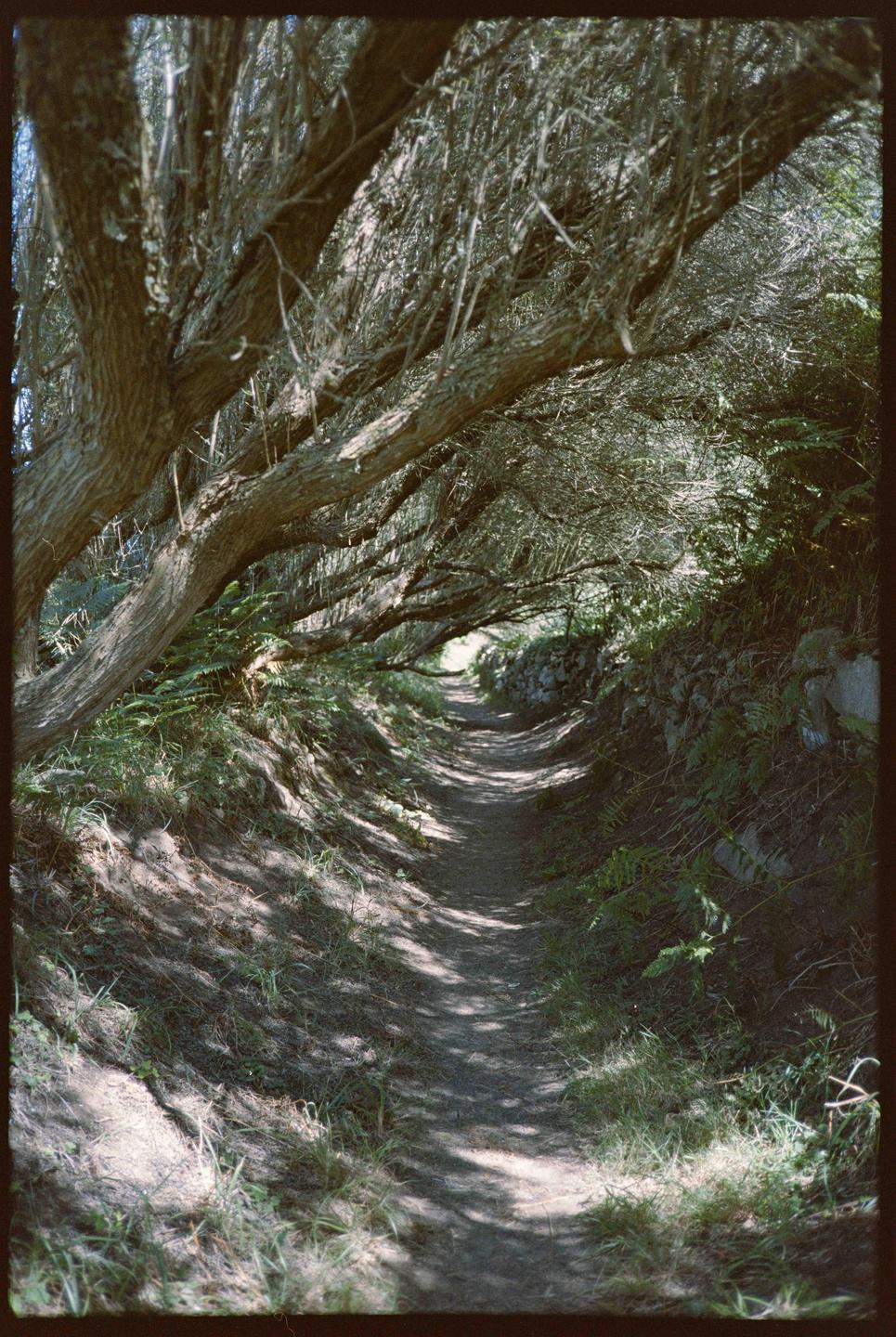 A narrow dirt path winds through a dense tunnel of trees and foliage.