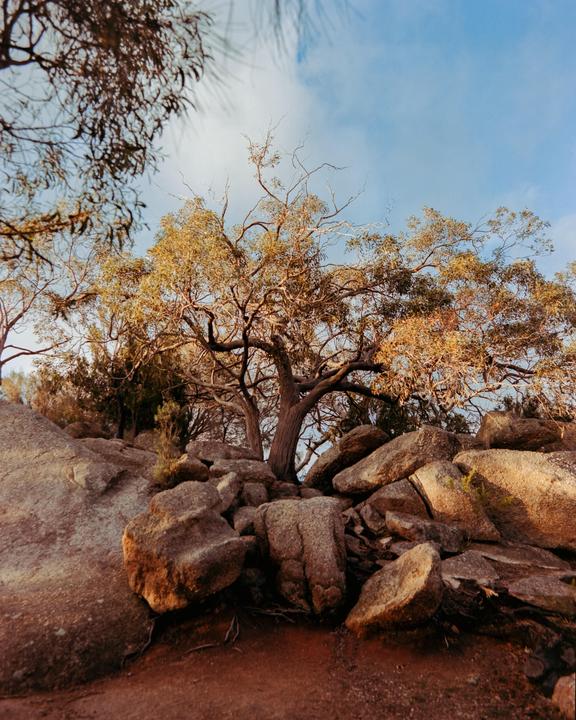 A large tree with many branches and leaves grows among rocks under a blue sky.