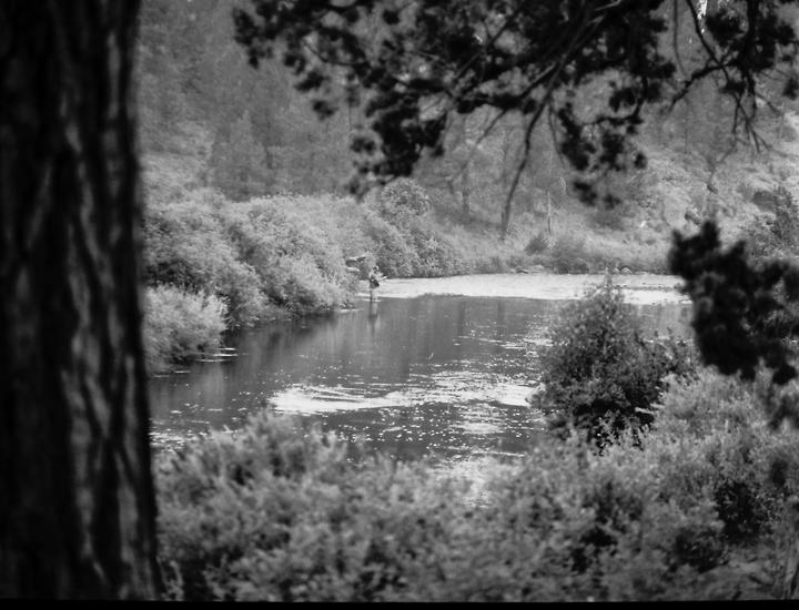 A person stands in a body of water surrounded by dense foliage, with a tree trunk in the foreground.