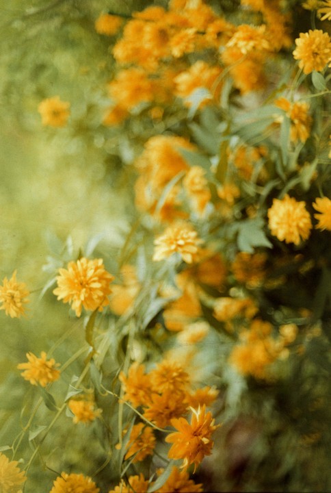 A dense cluster of yellow flowers with green foliage fills the frame.