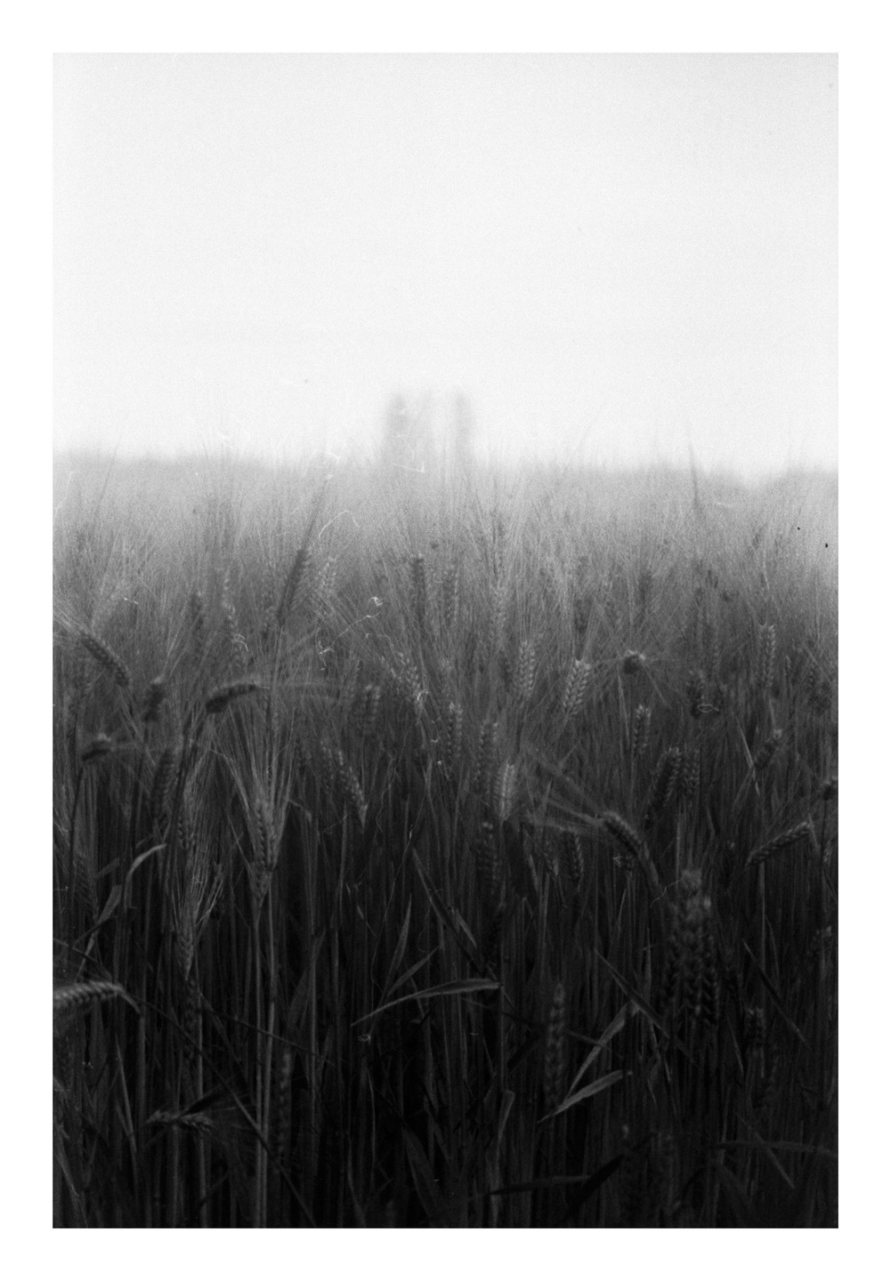 A field of tall grain stalks stands under a bright, hazy sky with faint, blurry shapes in the distance.
