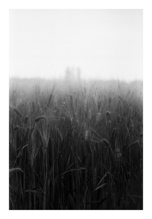 A field of tall grain stalks stands under a bright, hazy sky with faint, blurry shapes in the distance.