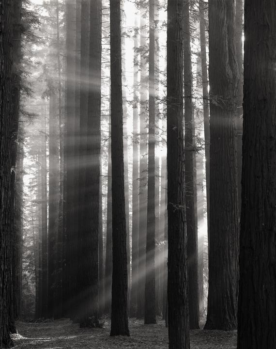 Sunlight streams through a dense forest of tall trees, illuminating the hazy air.
