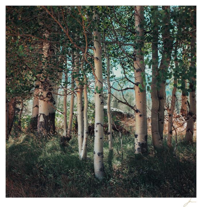 A grove of aspen trees with white bark and green leaves stands in a sun-dappled forest.