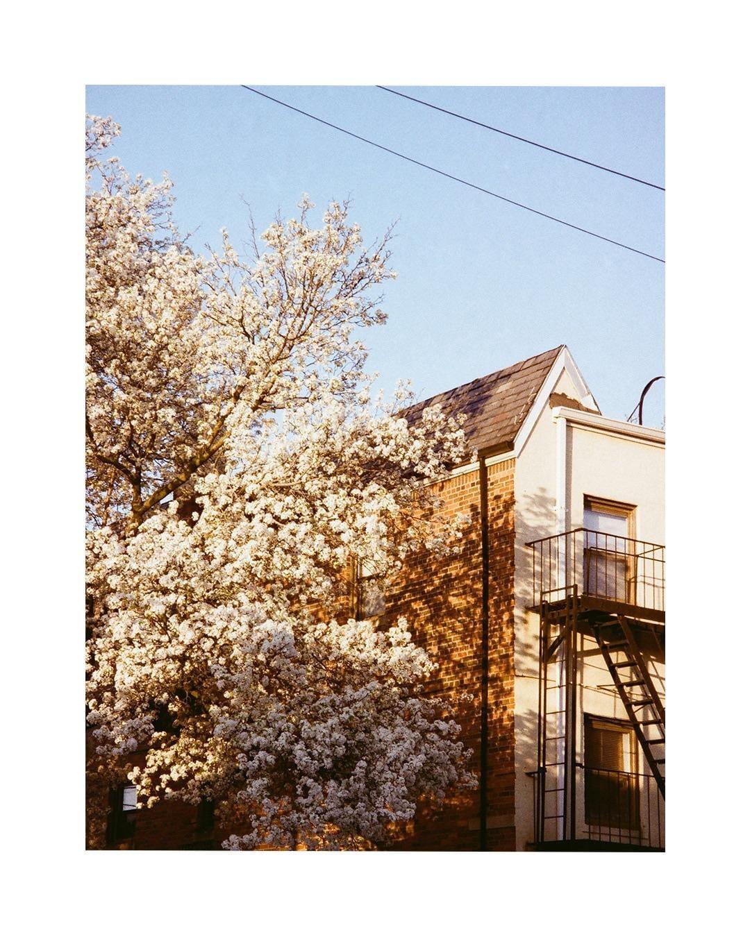 A flowering tree stands next to a brick building with a fire escape under a clear sky.