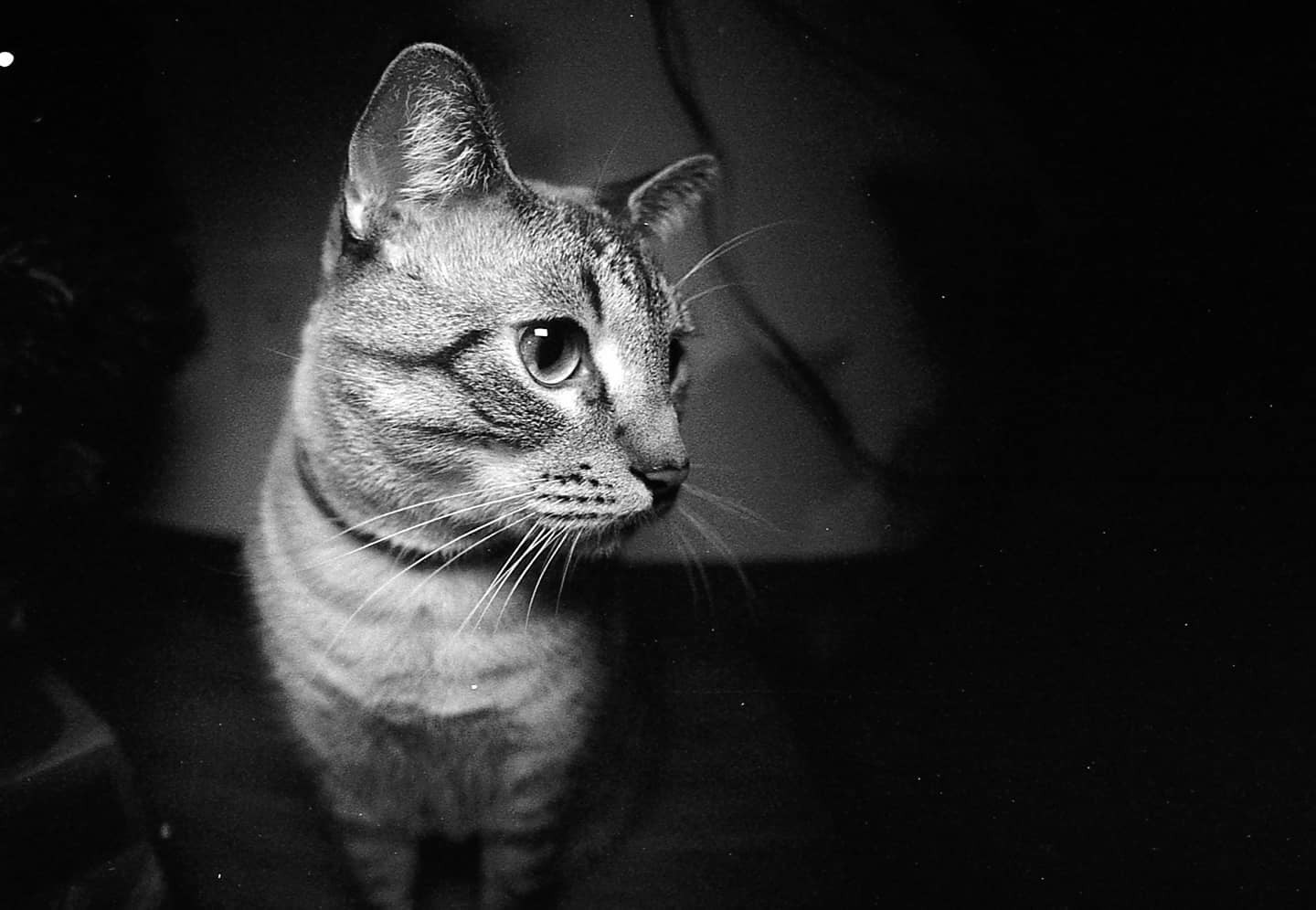 A tabby cat with large eyes and prominent whiskers looks to the right against a dark background.