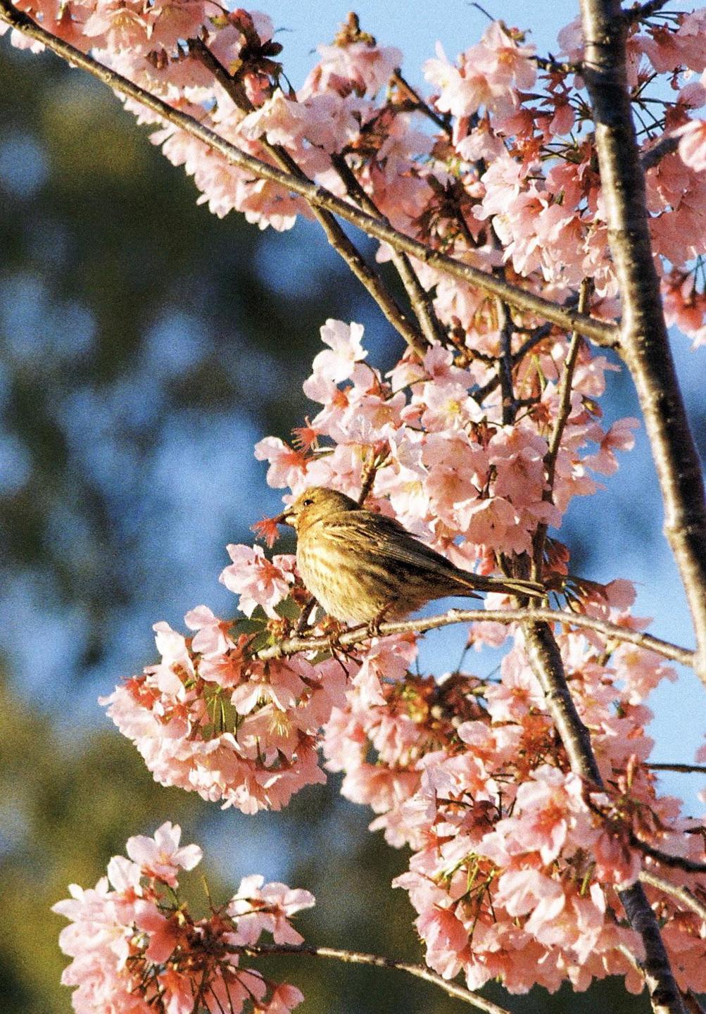 A small bird with brown and white feathers perches on a branch covered in pink blossoms.