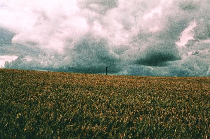 A vast field of wheat stretches under a dramatic sky filled with dark clouds.