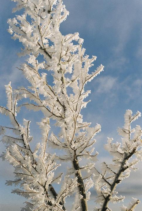 Branches covered in hoarfrost are set against a blue sky with light clouds.