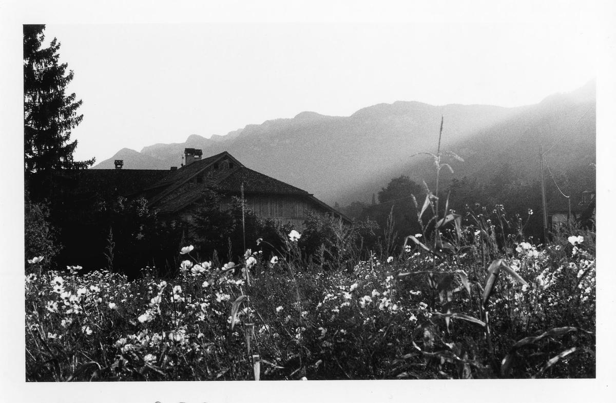 A field of wildflowers and tall grass is in the foreground of a house with mountains in the background.