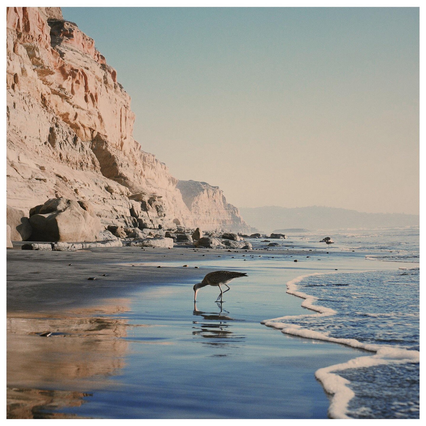 A curlew drinks from the water on a beach with cliffs in the background.