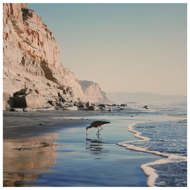 A curlew drinks from the water on a beach with cliffs in the background.