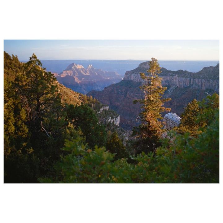 A vast canyon landscape with trees in the foreground is illuminated by the setting sun.