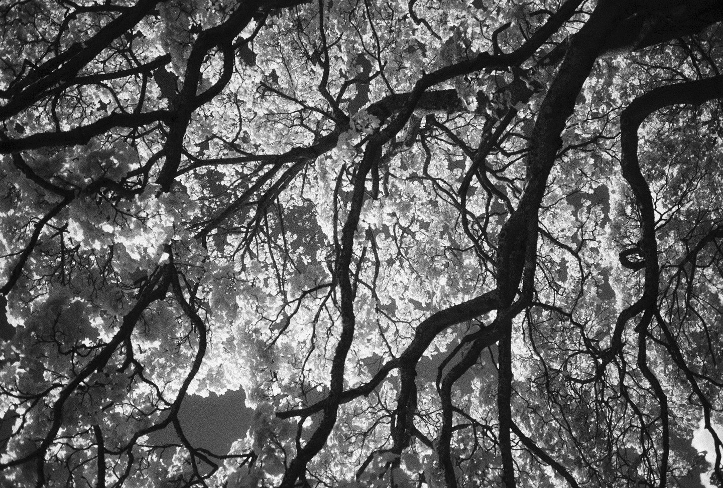 The canopy of a tree with many branches and leaves is viewed from below.